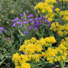 Attēlu rezultāti vaicājumam “Solidago virgaurea flower”