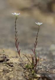 Attēlu rezultāti vaicājumam “Sagina nodosa”