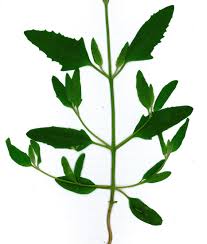 Attēlu rezultāti vaicājumam “Atriplex calotheca leaf”