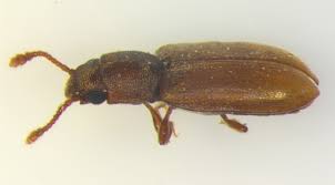 Attēlu rezultāti vaicājumam “Silvanidae”