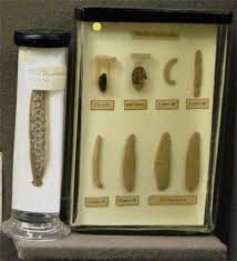 Attēlu rezultāti vaicājumam “Hirudinea”