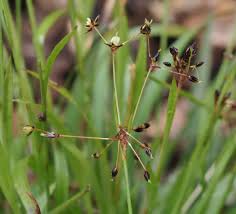 Attēlu rezultāti vaicājumam “Luzula pilosa fruit”
