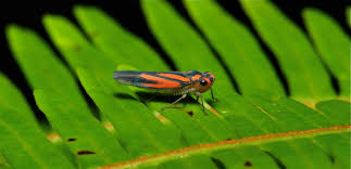 Attēlu rezultāti vaicājumam “Planaphrodes sp.”