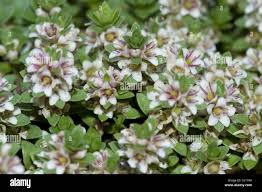 Attēlu rezultāti vaicājumam “Glaux maritima flower”
