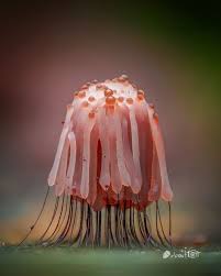 Attēlu rezultāti vaicājumam “Stemonitis pallida macro”