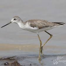 Attēlu rezultāti vaicājumam “Tringa stagnatilis”