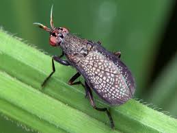 Attēlu rezultāti vaicājumam “Coremacera marginata”