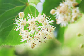 Attēlu rezultāti vaicājumam “Tilia cordata flower”