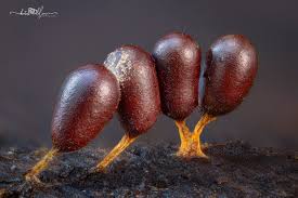 Attēlu rezultāti vaicājumam “Stemonitis marjana macro”