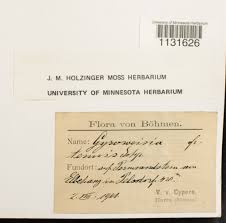 Attēlu rezultāti vaicājumam “Gyroweisia tenuis”