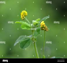 Attēlu rezultāti vaicājumam “Medicago lupulina bud”