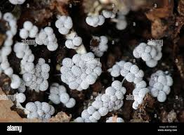 Attēlu rezultāti vaicājumam “Badhamia utricularis”