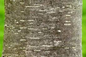 Attēlu rezultāti vaicājumam “Orthotrichum affine var. affine”