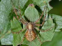 Attēlu rezultāti vaicājumam “Xysticus ulmi adult”