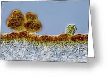 Attēlu rezultāti vaicājumam “Leptogium saturninum”