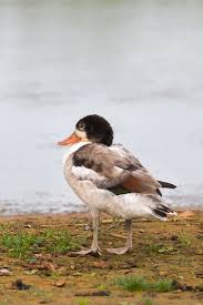 Attēlu rezultāti vaicājumam “Tadorna tadorna juvenile”