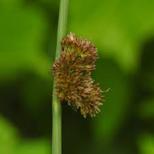 Attēlu rezultāti vaicājumam “Juncus conglomeratus”