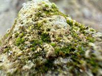 Attēlu rezultāti vaicājumam “Gyroweisia tenuis”