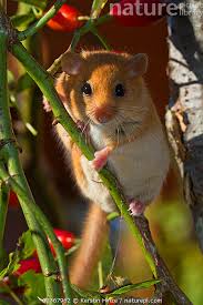 Attēlu rezultāti vaicājumam “Muscardinus avellanarius”