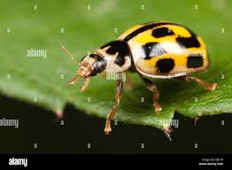 Attēlu rezultāti vaicājumam “Propylea quatuordecimpunctata”