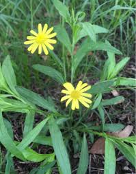 Attēlu rezultāti vaicājumam “Stratiotes aloides flower”