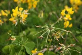 Attēlu rezultāti vaicājumam “Lotus corniculatus flower”