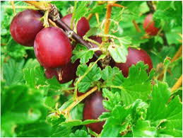 Attēlu rezultāti vaicājumam “Ribes uva-crispa fruit”