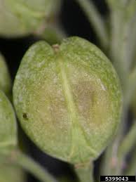 Attēlu rezultāti vaicājumam “Lepidium densiflorum fruit”