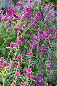 Attēlu rezultāti vaicājumam “Amaranthaceae”