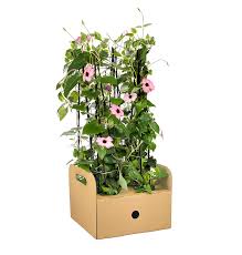 Image result for schwarzäugige Susanne