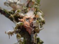 Attēlu rezultāti vaicājumam “Erythricium aurantiacum”