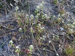 Attēlu rezultāti vaicājumam “Teesdalia nudicaulis”