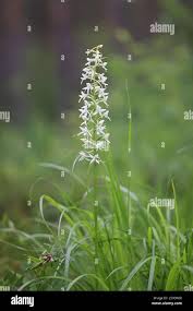 Attēlu rezultāti vaicājumam “Platanthera bifolia leaf”