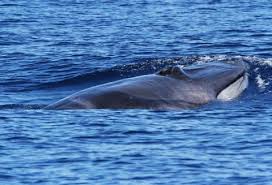 Image result for Balaenoptera omurai