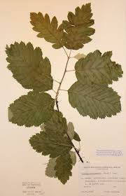 Attēlu rezultāti vaicājumam “Sorbus intermedia”