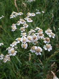 Attēlu rezultāti vaicājumam “Achillea ptarmica flower”