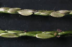 Attēlu rezultāti vaicājumam “Digitaria ischaemum leaf”