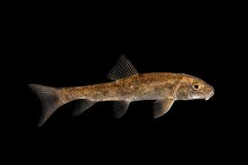 Image result for Catostomus commersonii