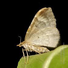 Attēlu rezultāti vaicājumam “Eulithis pyropata”