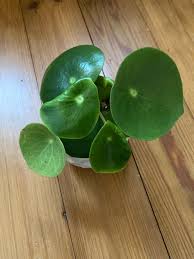 「銅錢草」的圖片搜尋結果