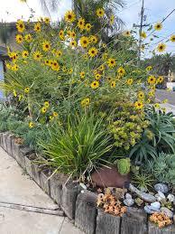 Attēlu rezultāti vaicājumam “Helianthus annuus flower”