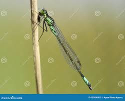 Attēlu rezultāti vaicājumam “Coenagrion armatum male”