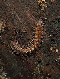 Attēlu rezultāti vaicājumam “Ommatoiulus vilnensis”