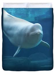 Image result for Delphinapterus leucas