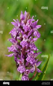 Attēlu rezultāti vaicājumam “Dactylorhiza cruenta flower”