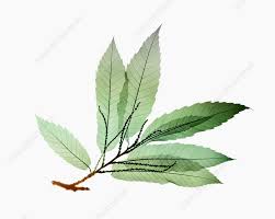 Attēlu rezultāti vaicājumam “Castanea sativa  leaf”