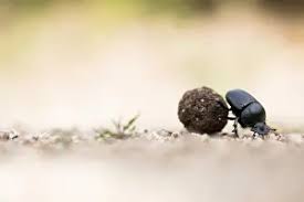 Attēlu rezultāti vaicājumam “Aphodius sp. imago”