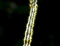 Attēlu rezultāti vaicājumam “Abraxas sylvata imago”