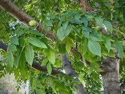 Attēlu rezultāti vaicājumam “Juglans x sinensis leaf”