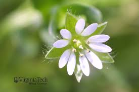 Attēlu rezultāti vaicājumam “Stellaria media flower”